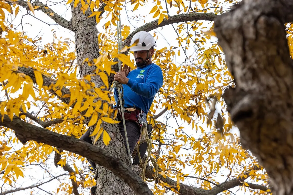 Skilled Emergency Tree Service crew working in Booneville