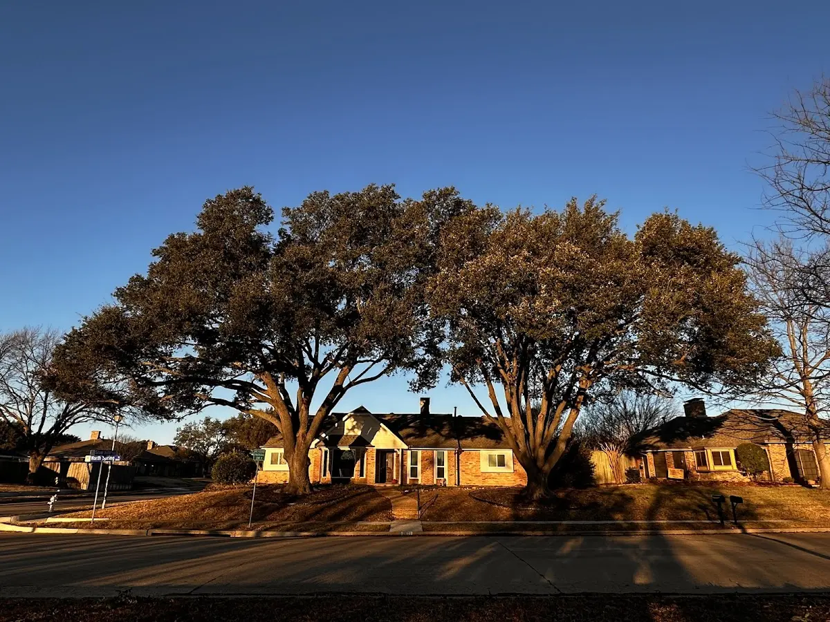 Established residential canopy tree shading a home in Booneville